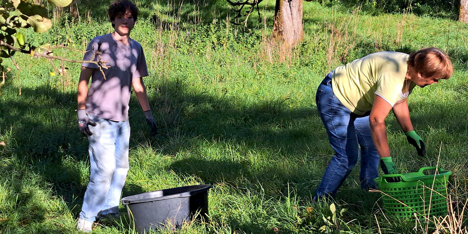 Helfer bei der Apfelernte