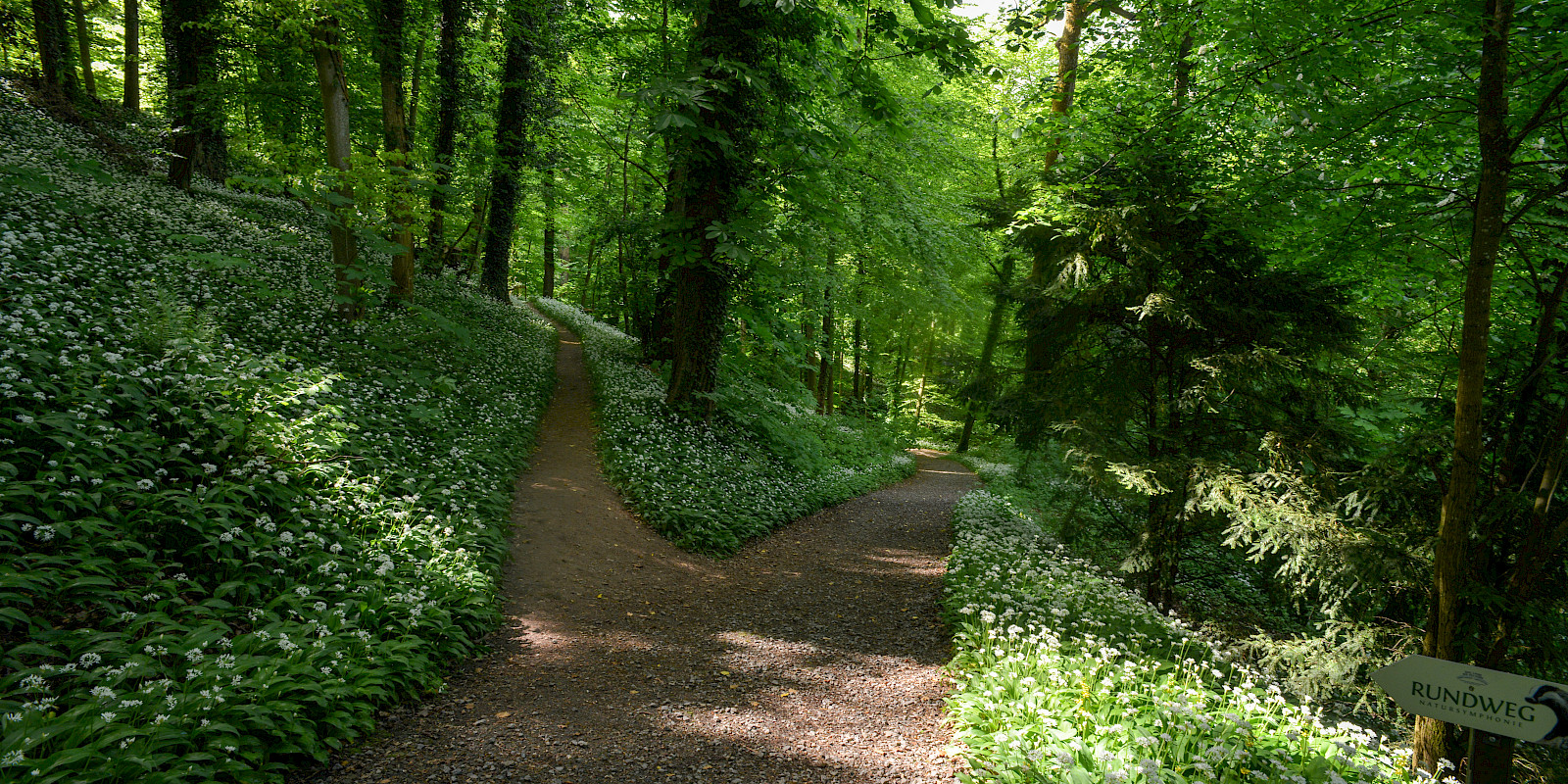 Bärlauch im Wald hinter dem Kloster – © Br. Uwe Stodte 2024